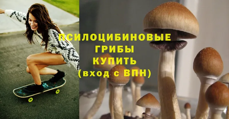 Псилоцибиновые грибы Psilocybe  Белозерск 